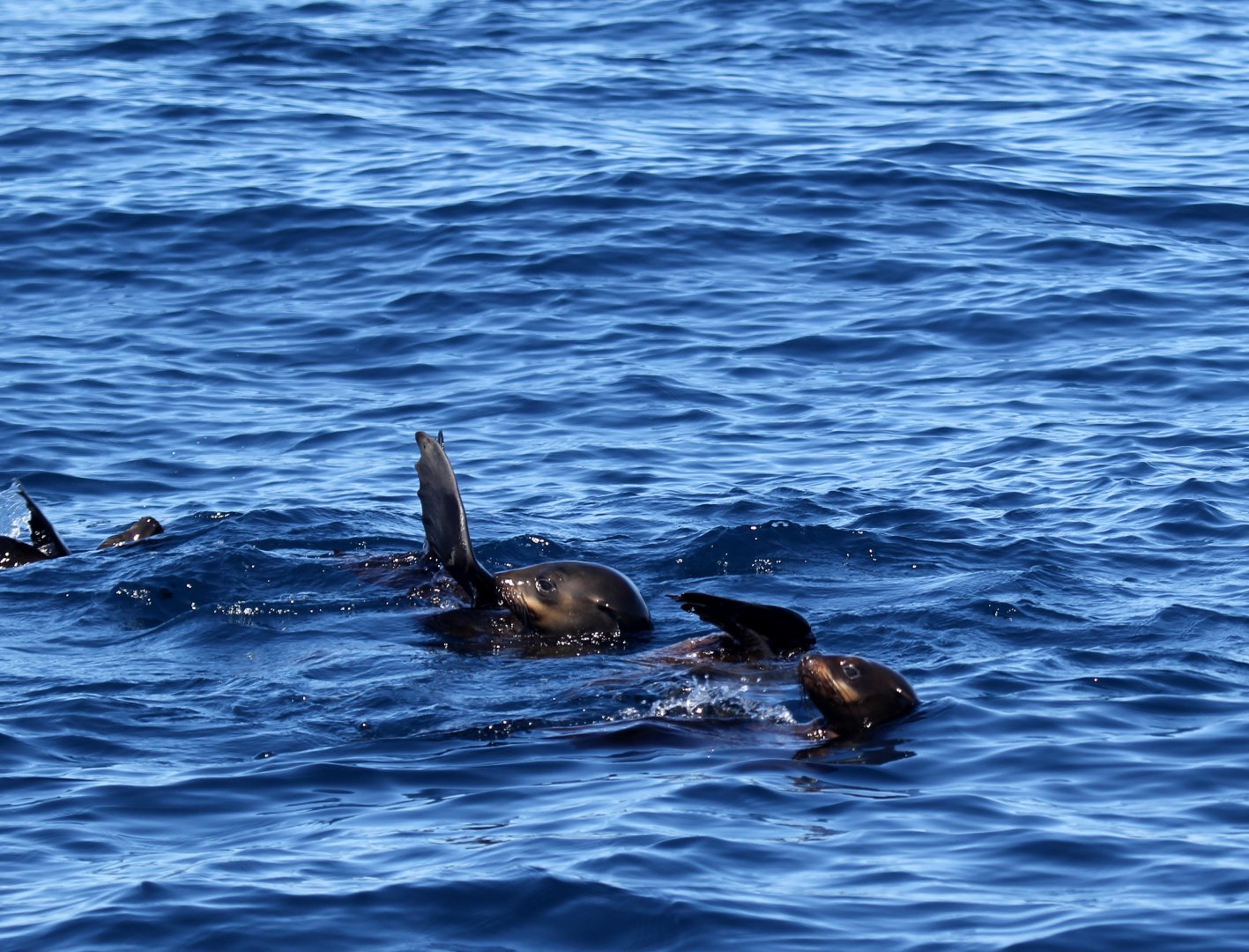 Cape fur seal (Arctocephalus pusillus pusillus)