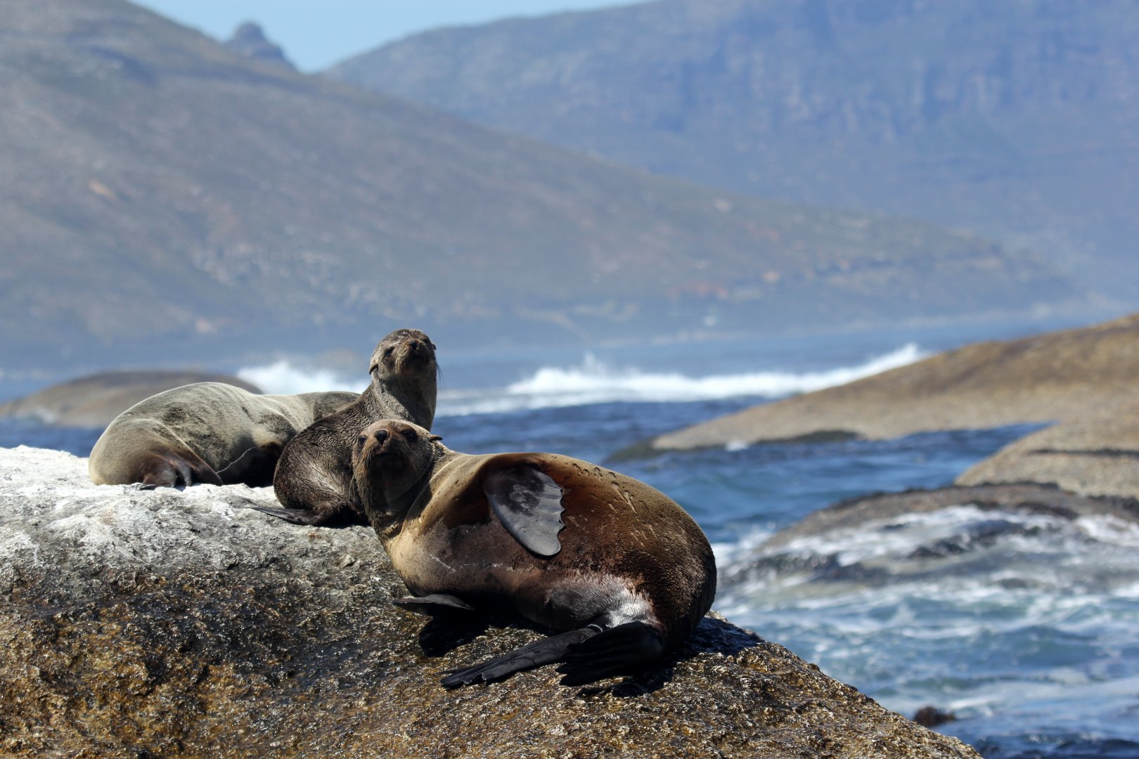 Cape fur seal (Arctocephalus pusillus pusillus)
