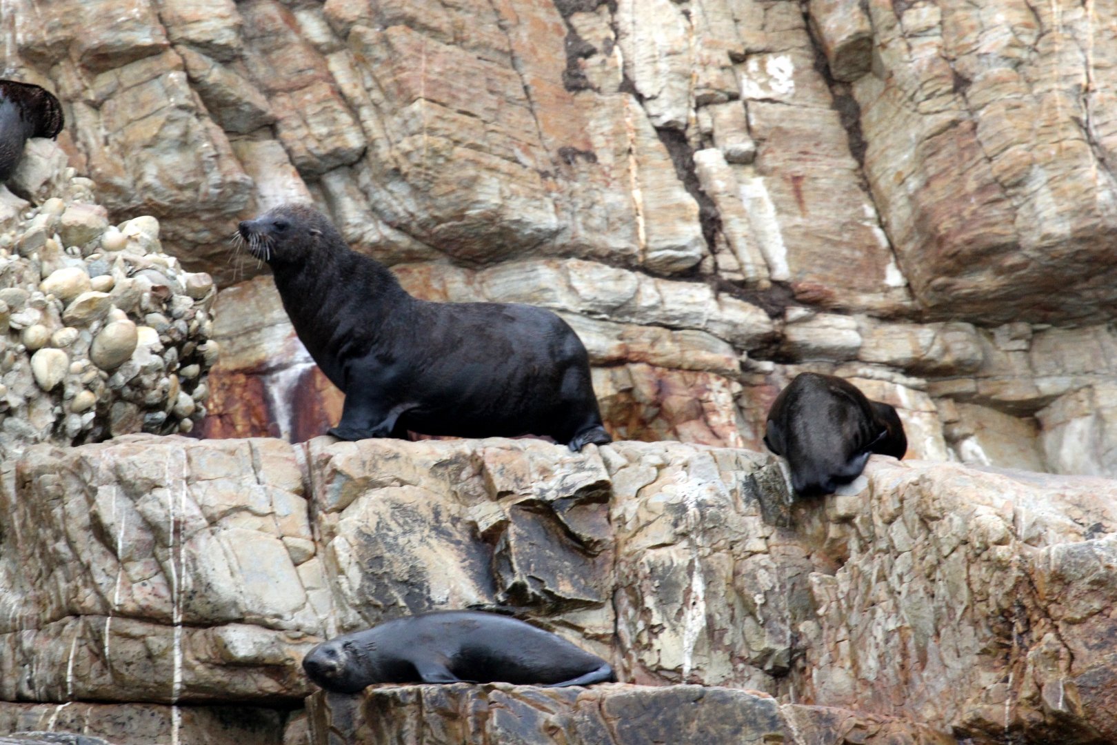Cape fur seal (Arctocephalus pusillus pusillus)