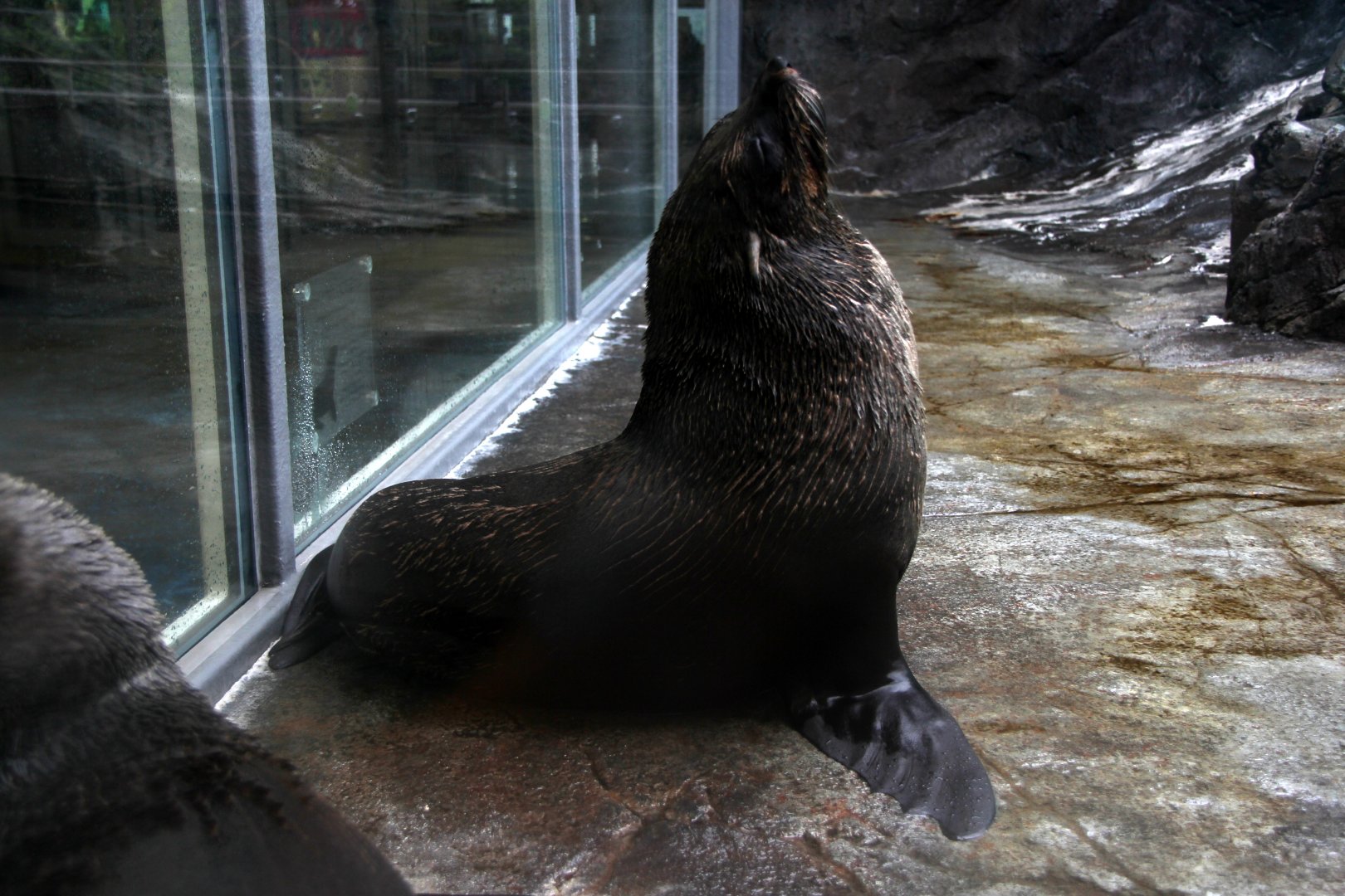 Cape fur seal (Arctocephalus pusillus)