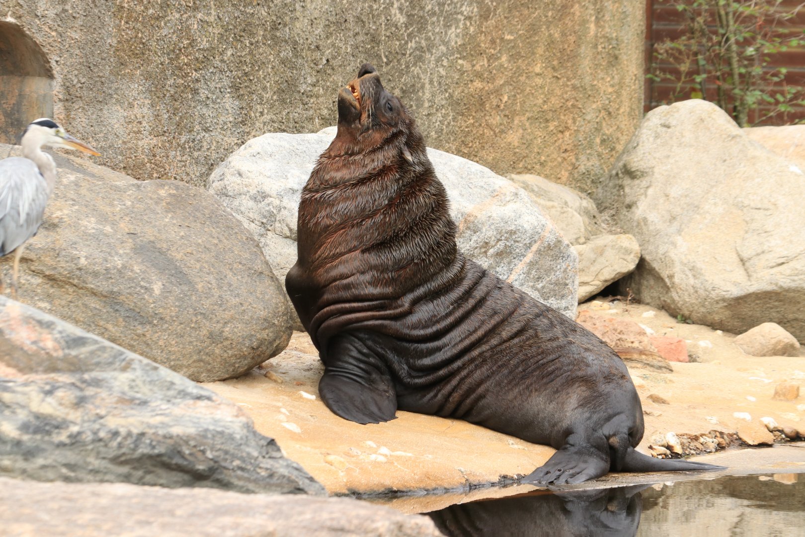 Cape fur seal (August 2019)