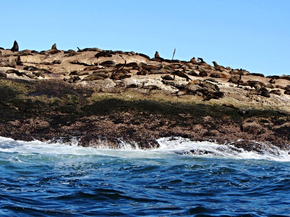 Cape Fur Seal Colony