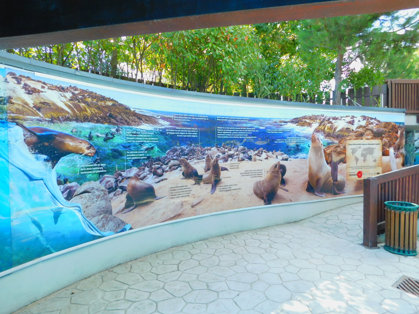Cape Fur Seal Education Wall