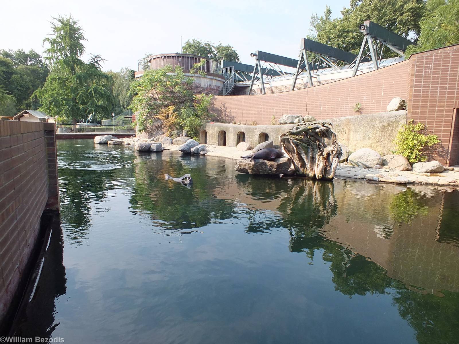 Cape Fur Seal Enclosure