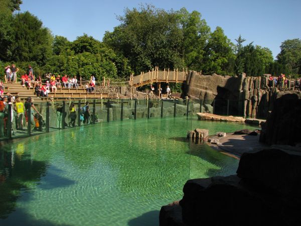 Cape fur seal enclosure