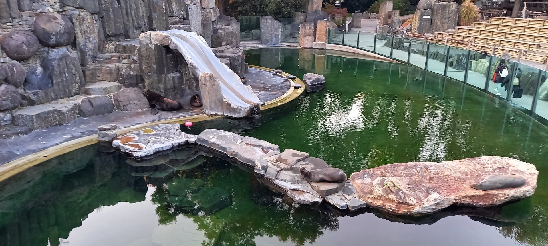 Cape fur seal enclosure