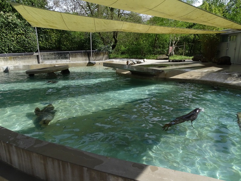 Cape fur seal enclosure