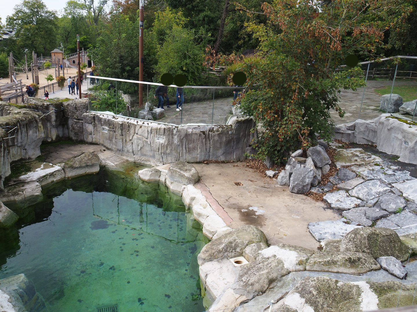 Cape fur seal exhibit, 2019-10-05
