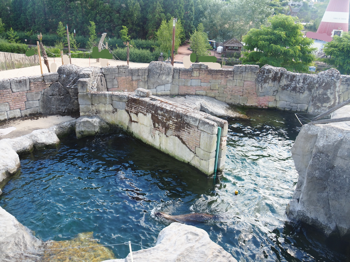 Cape fur seal exhibit, 2022-06-28