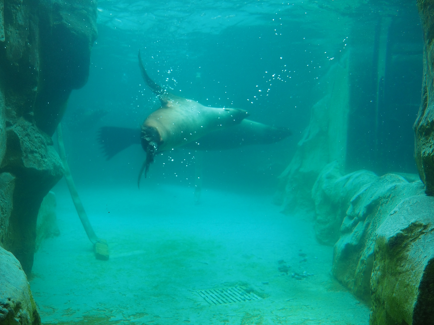 Cape fur seal exhibit underwater, 2023-10-13