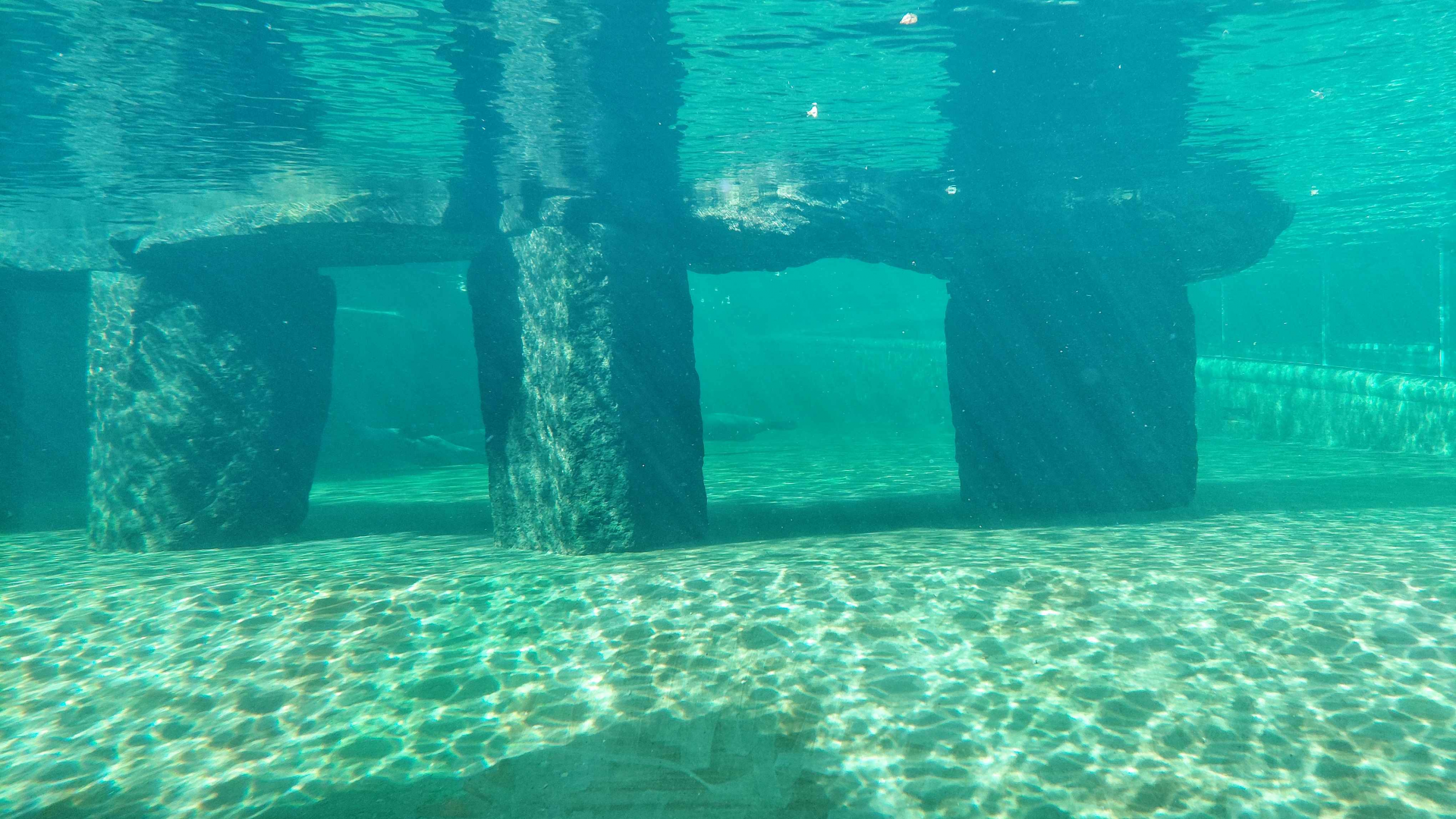 Cape fur seal exhibit - underwater view