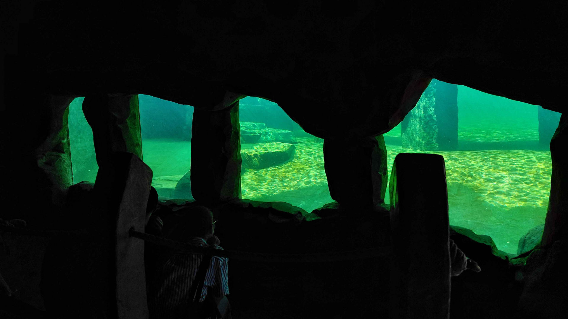 Cape fur seal exhibit - underwater view