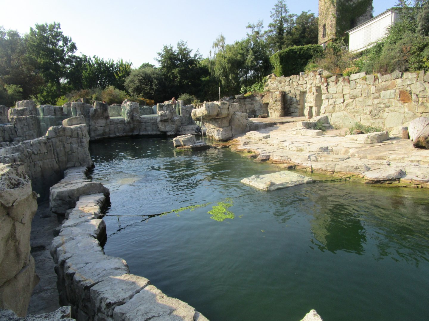 Cape Fur Seal Exhibit