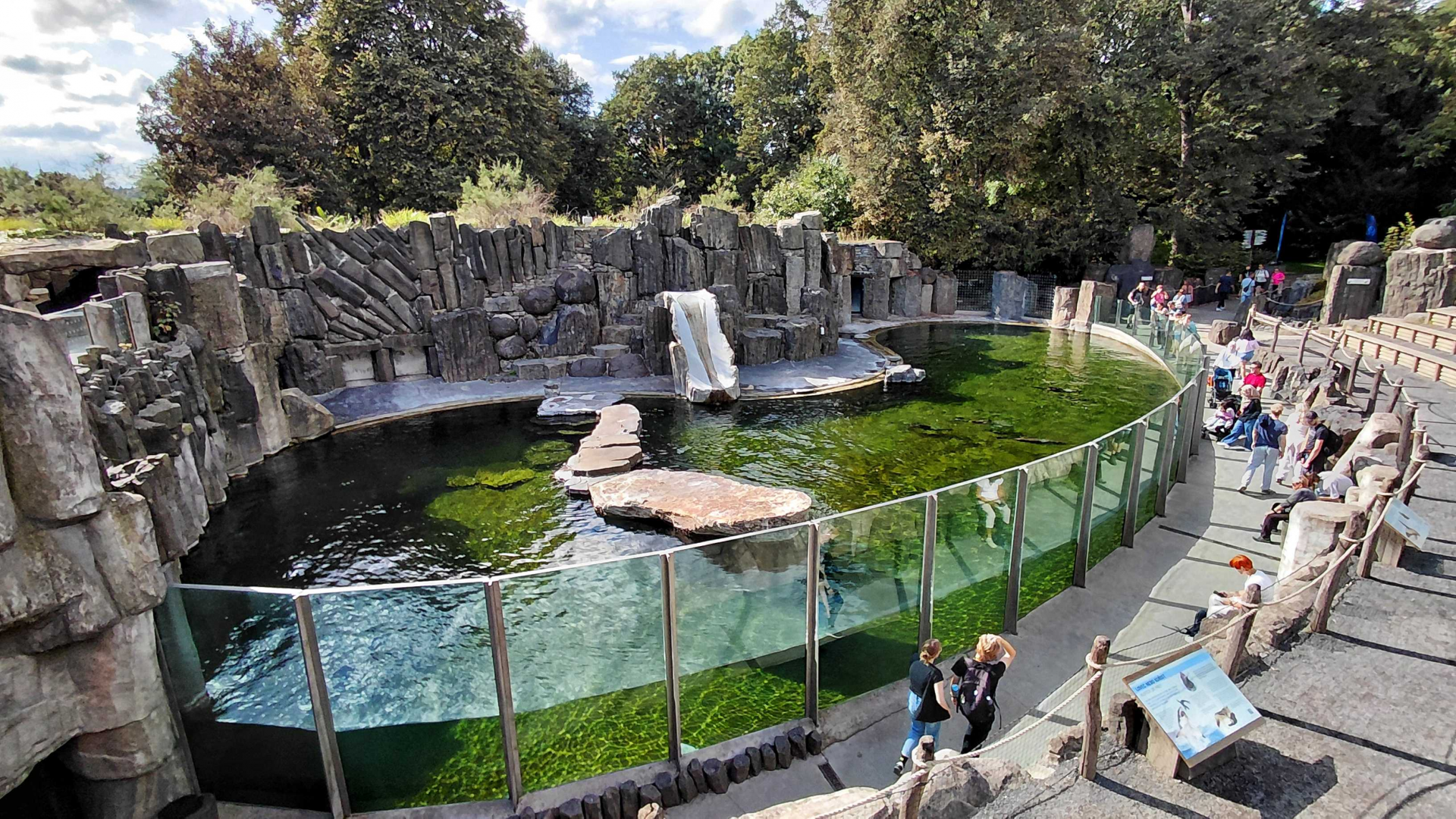 Cape fur seal exhibit