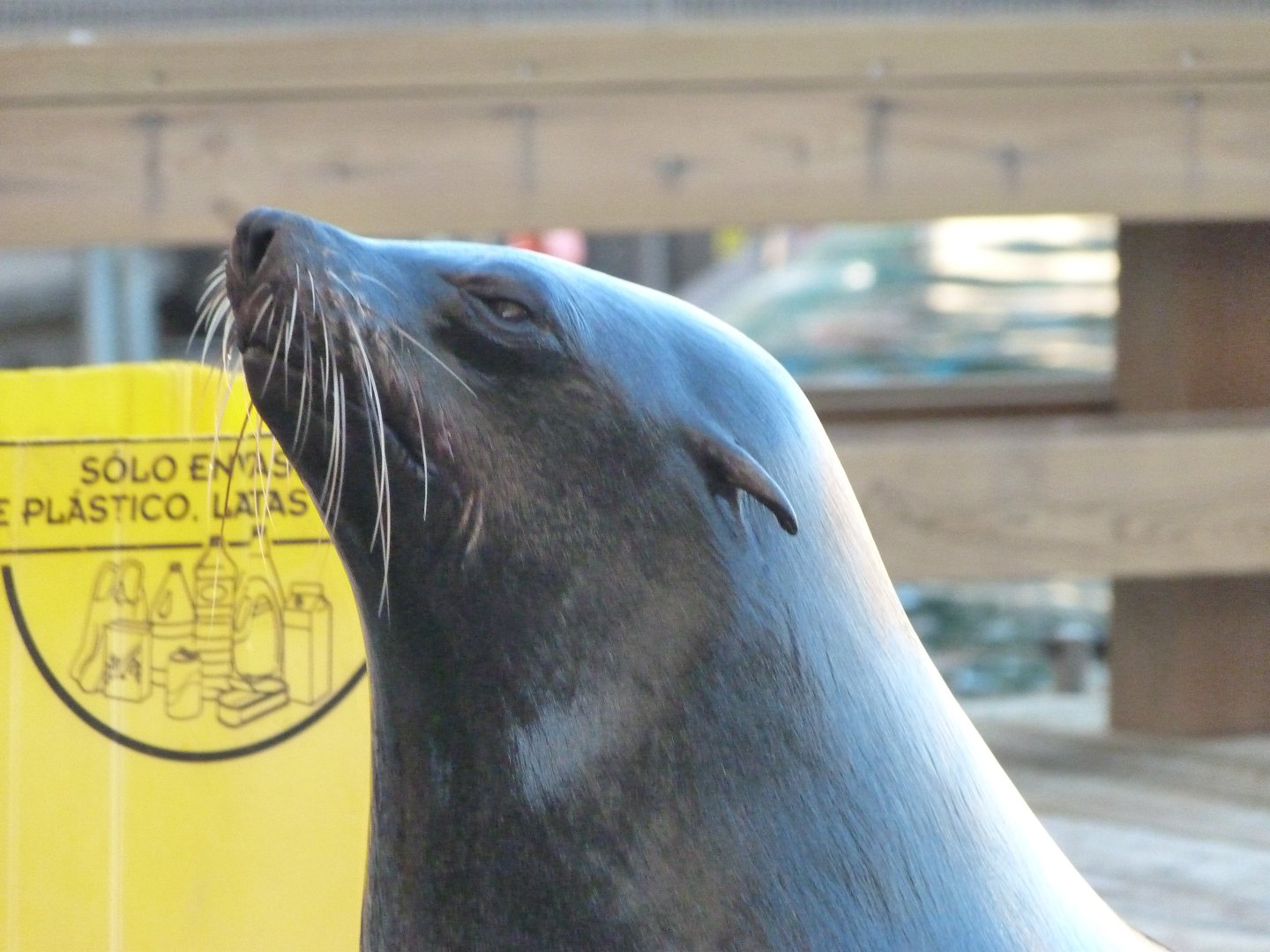 Cape fur seal -Faunia (2025)