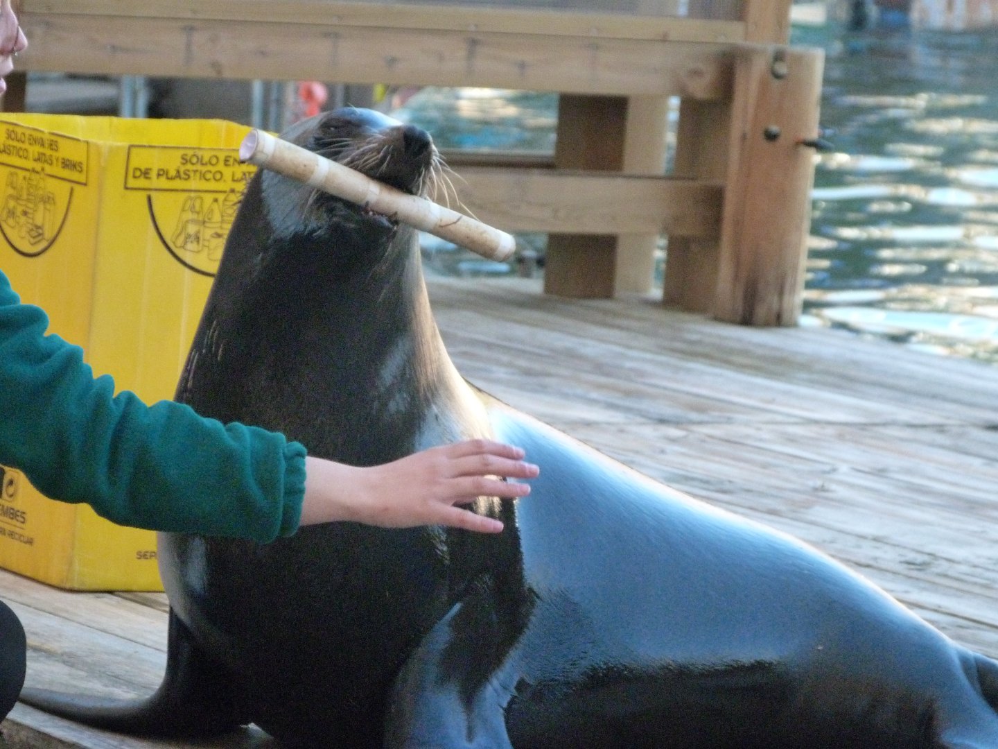 Cape fur seal -Faunia (2025)