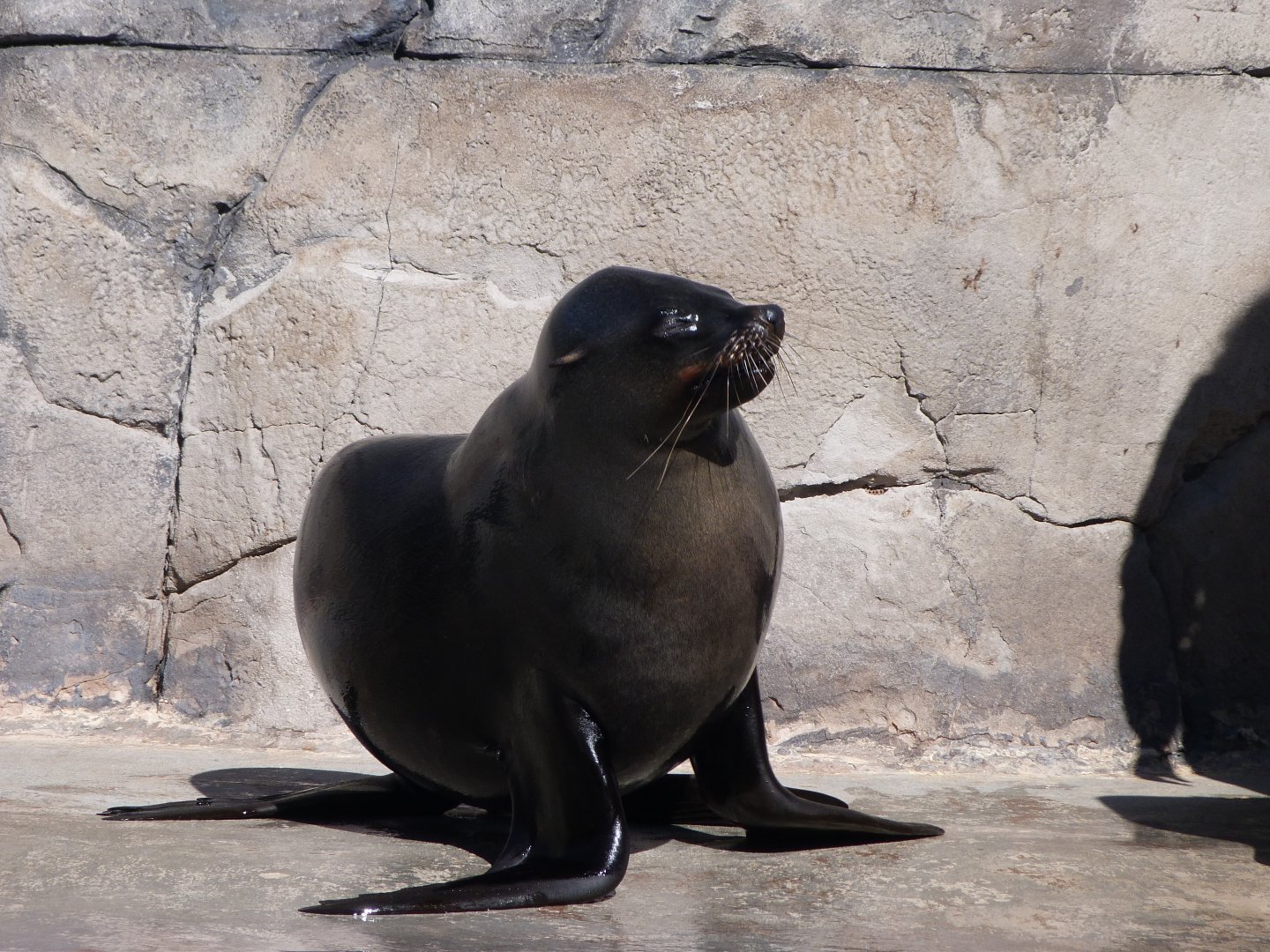 Cape fur seal -Faunia (2025)