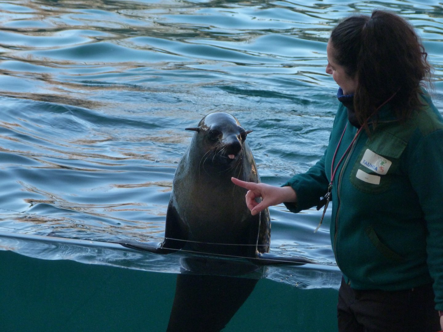 Cape fur seal -Faunia (2025)