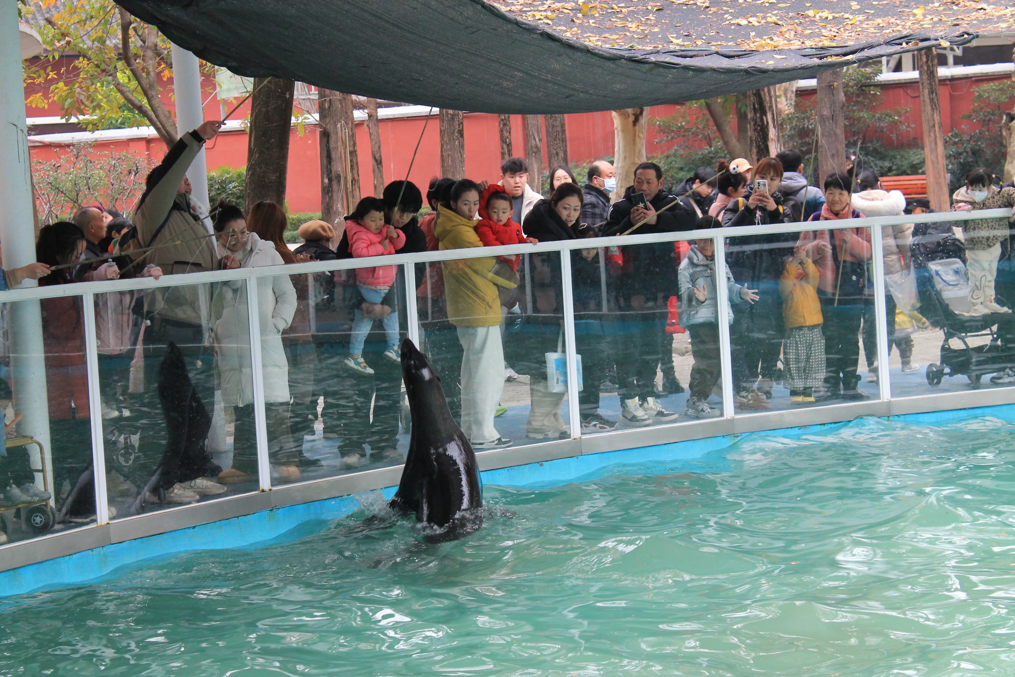 Cape Fur Seal leaping for fish