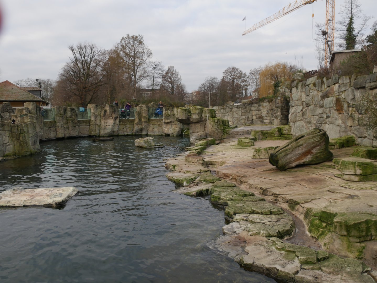 Cape fur seal outside exhibit (January 2019)