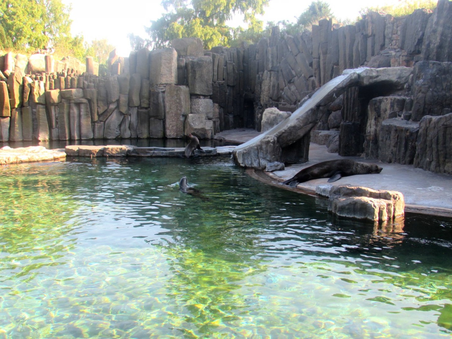 Cape Fur Seal pool - July/2017