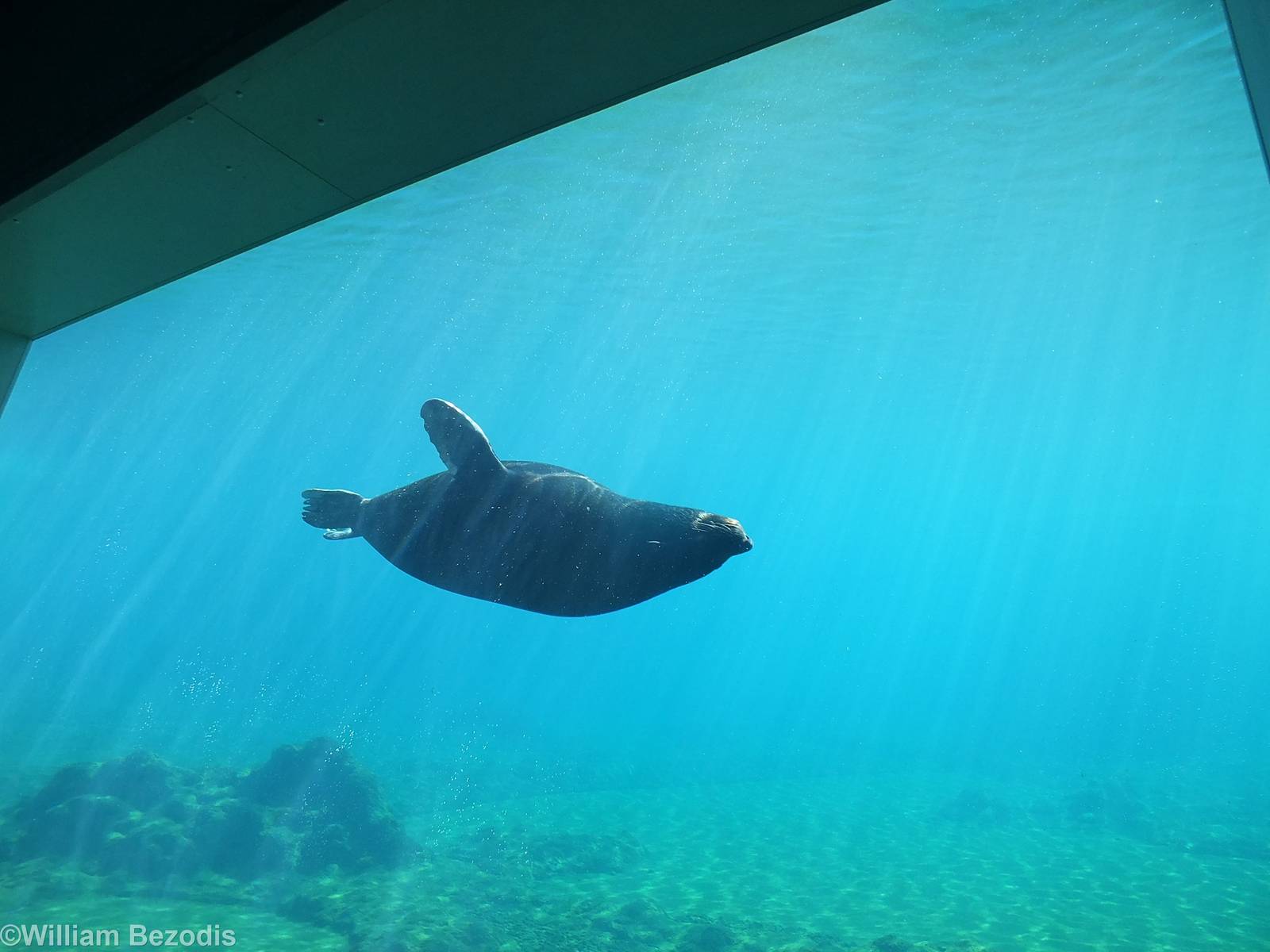 Cape Fur Seal Underwater - Afrykarium