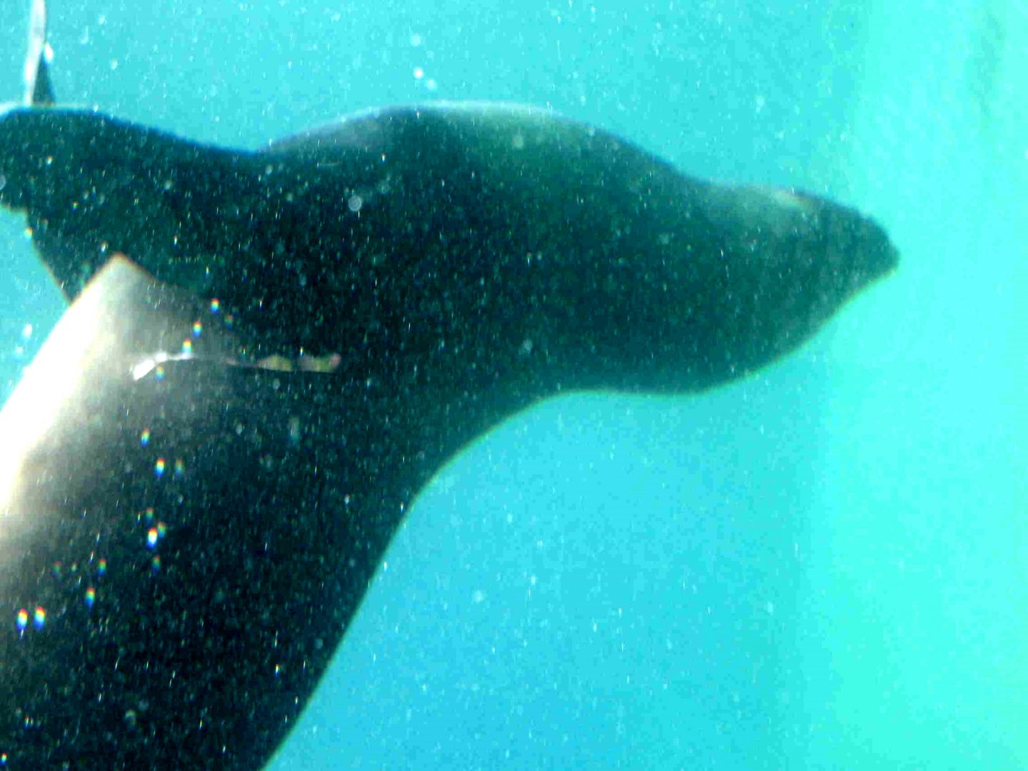 Cape Fur Seal underwater (previous location) - 08.2013