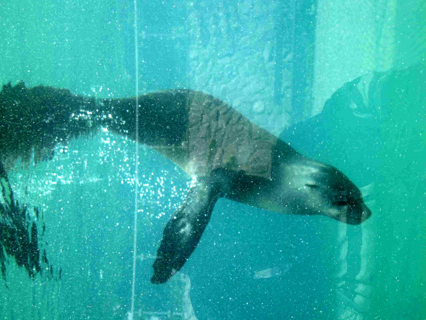 Cape Fur Seal underwater (previous location) - 08.2013