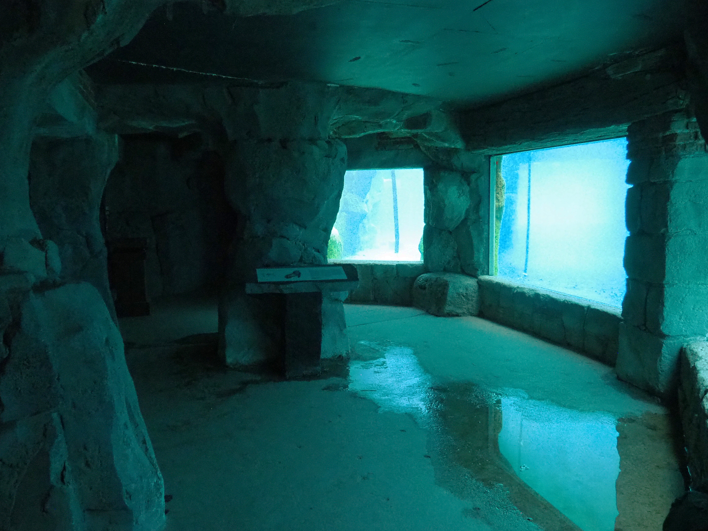 Cape fur seal underwater viewing area, 2022-09-15