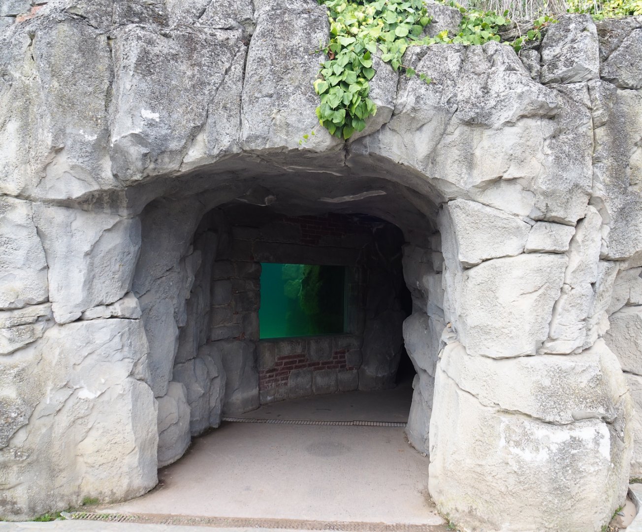 Cape fur seal underwater viewing cave, 2019-10-05