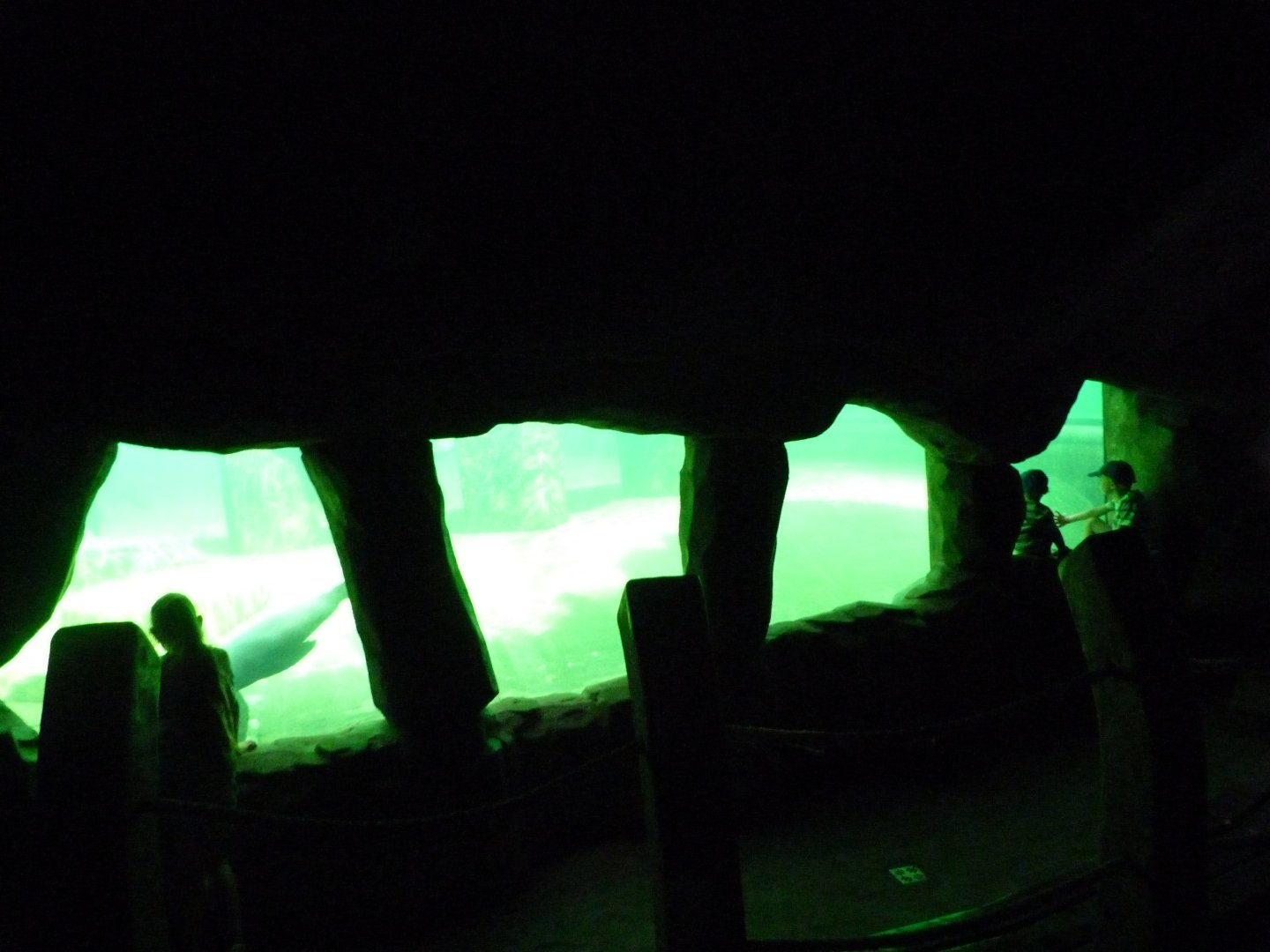 Cape fur seal underwater viewing -Zoo Praha (2025)