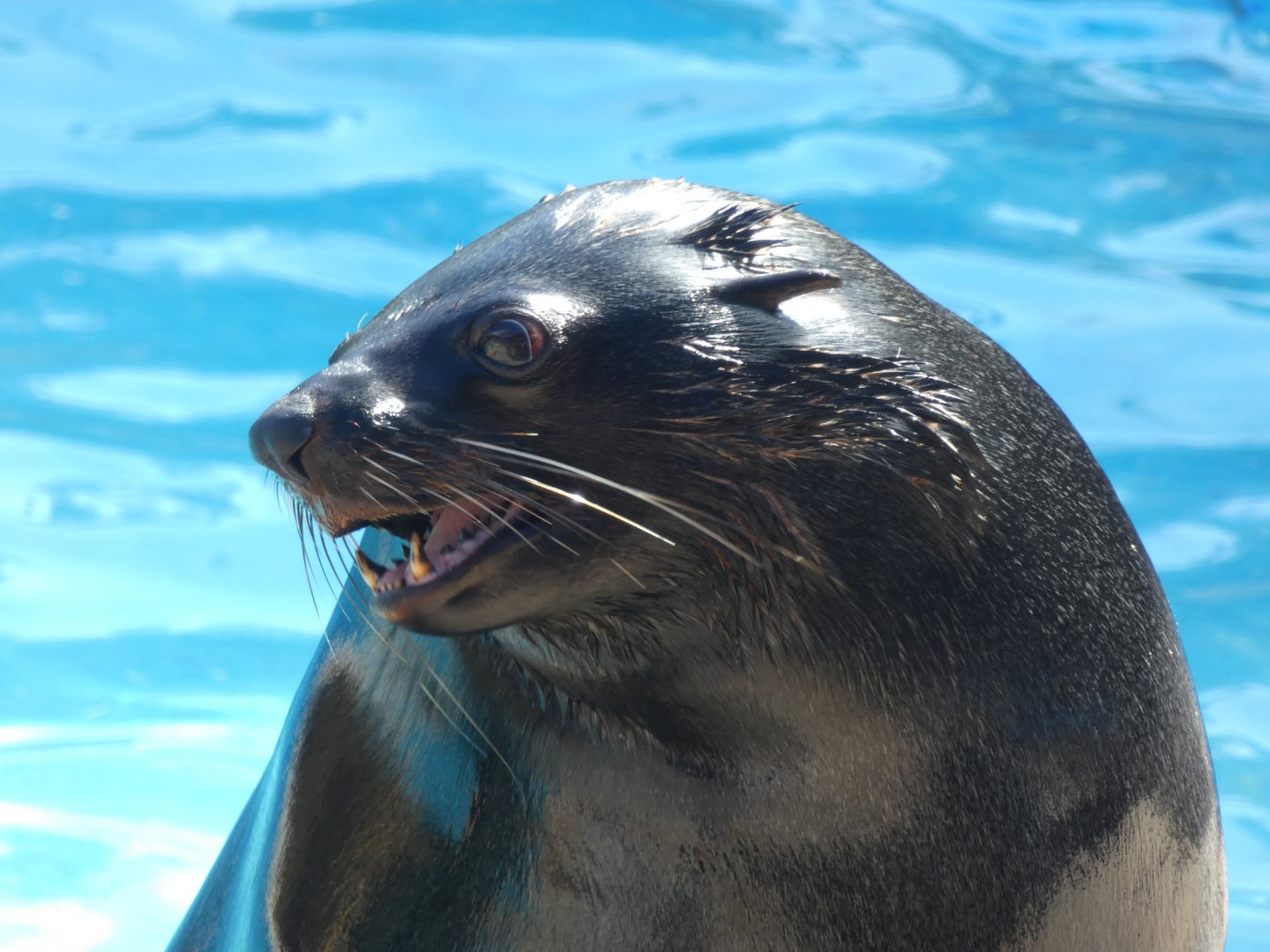 Cape Fur Seal