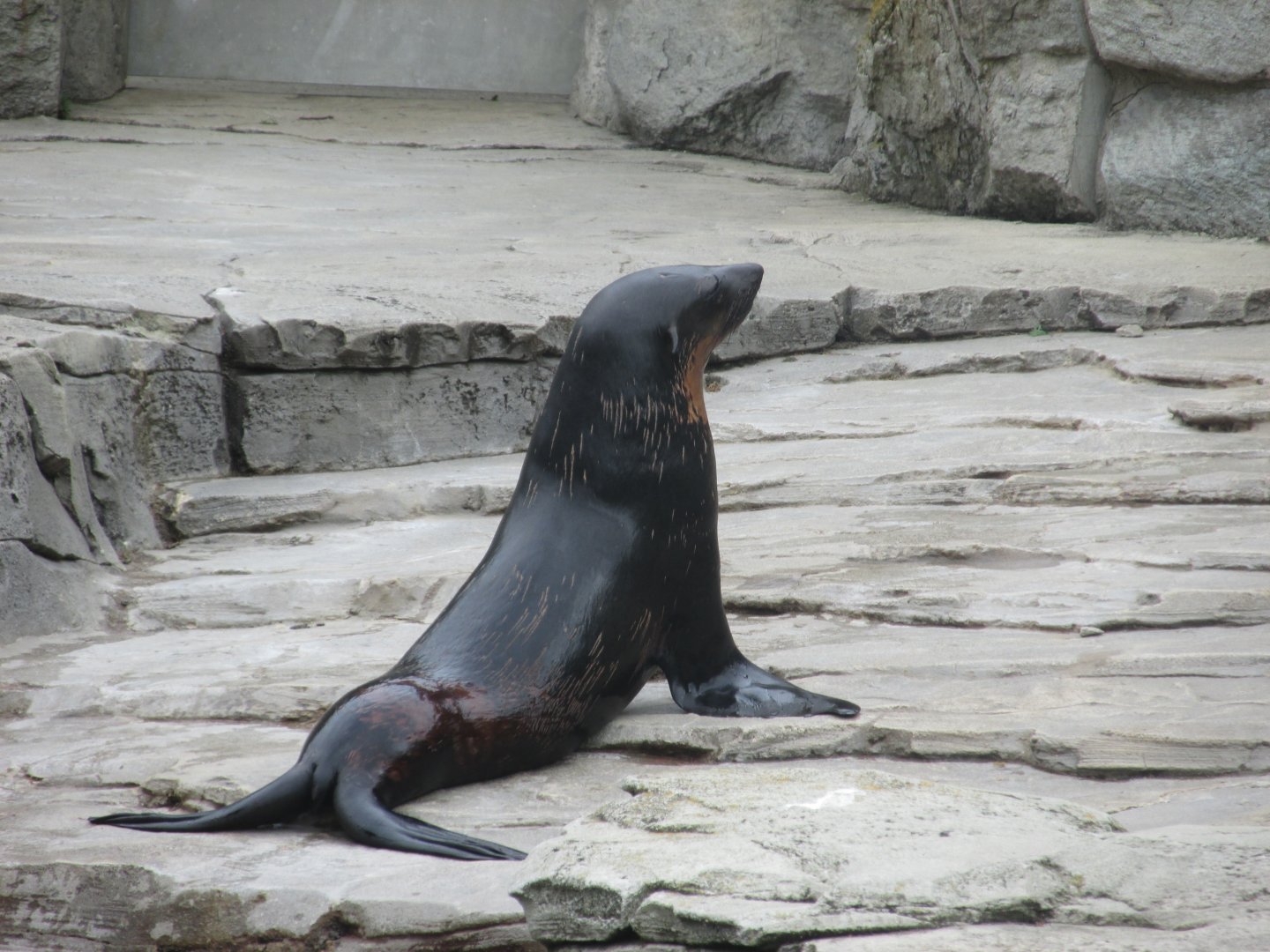 cape fur seal