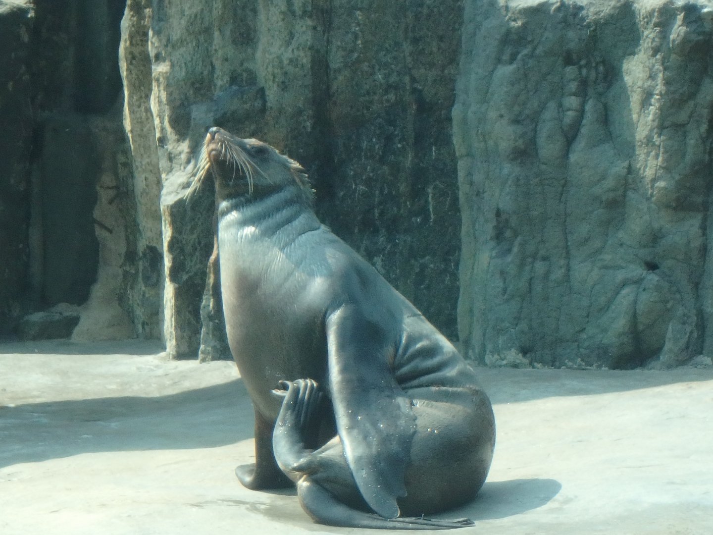 Cape fur seal