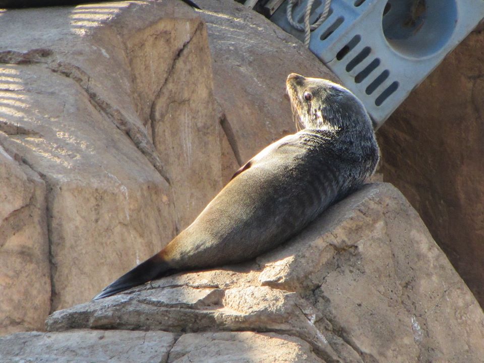 Cape Fur Seal