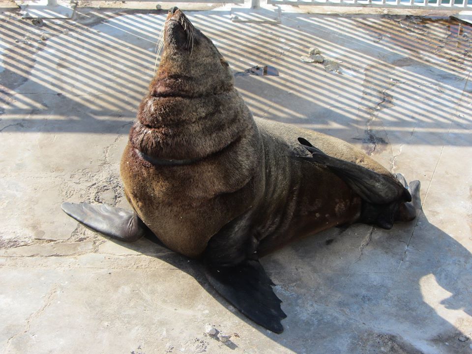 Cape Fur Seal