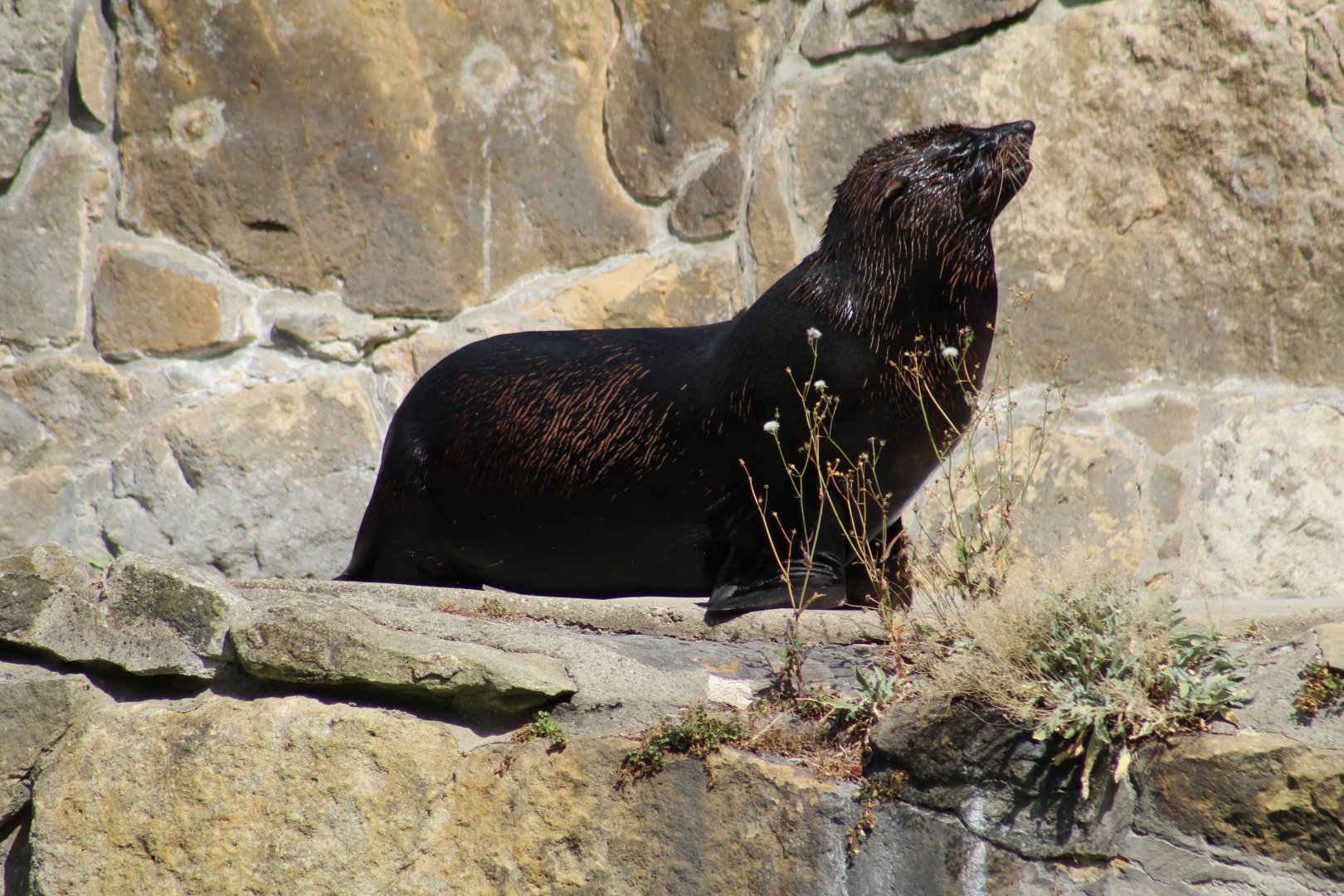 Cape Fur Seal