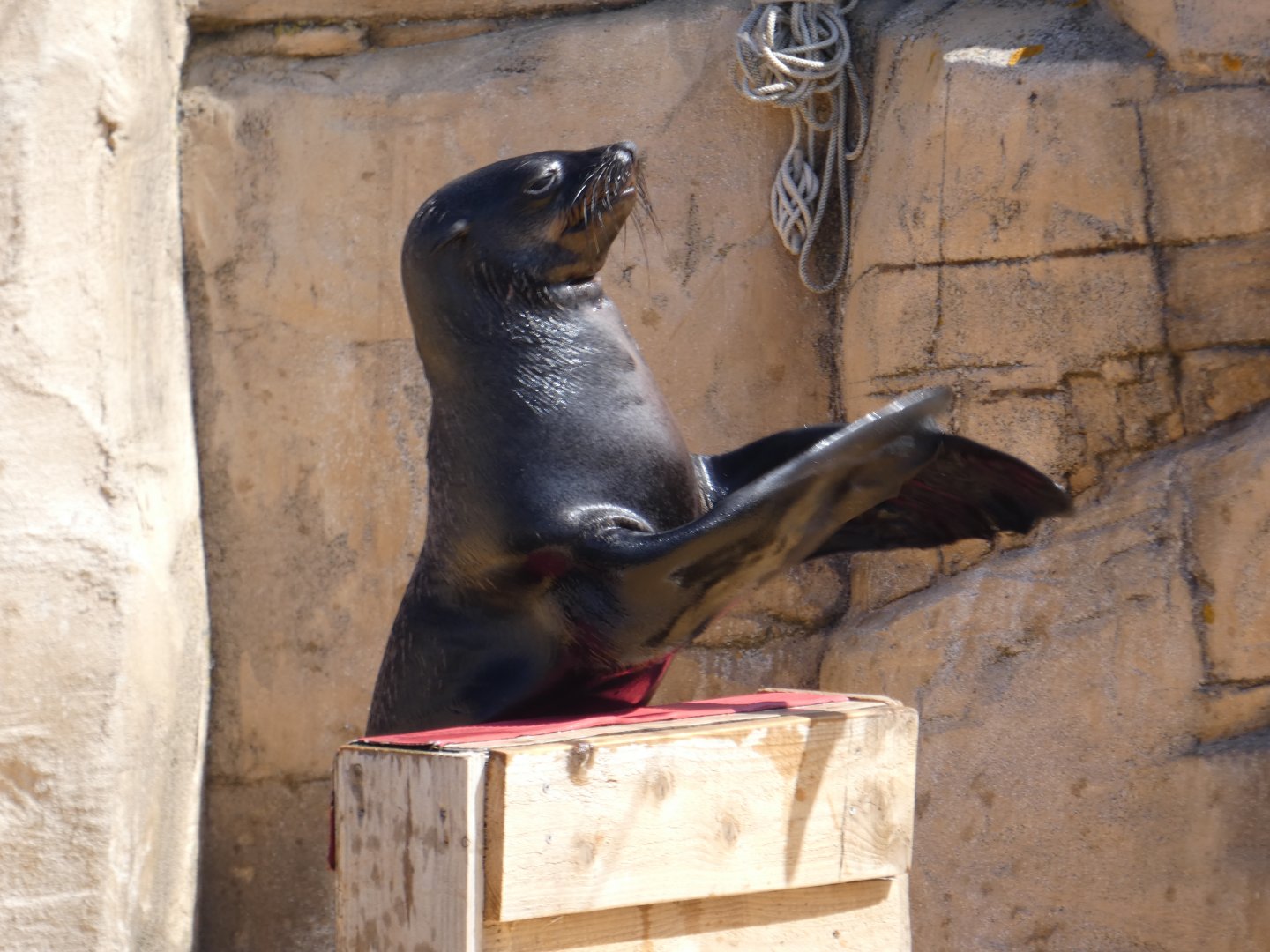 Cape fur seal
