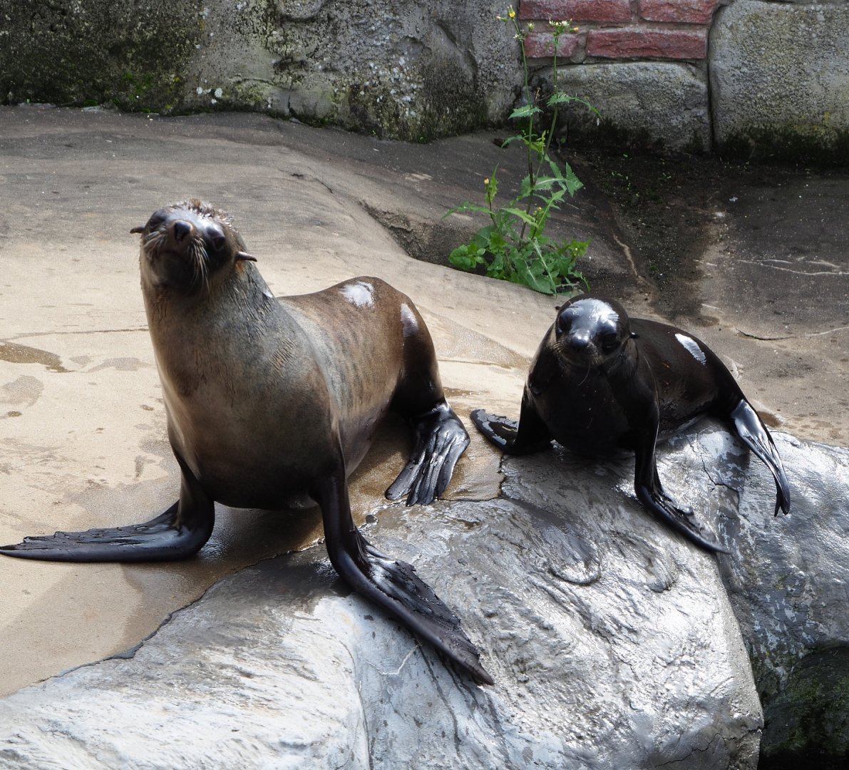 Cape fur seals (Arctocephalus pusillus pusillus), 2019-10-05