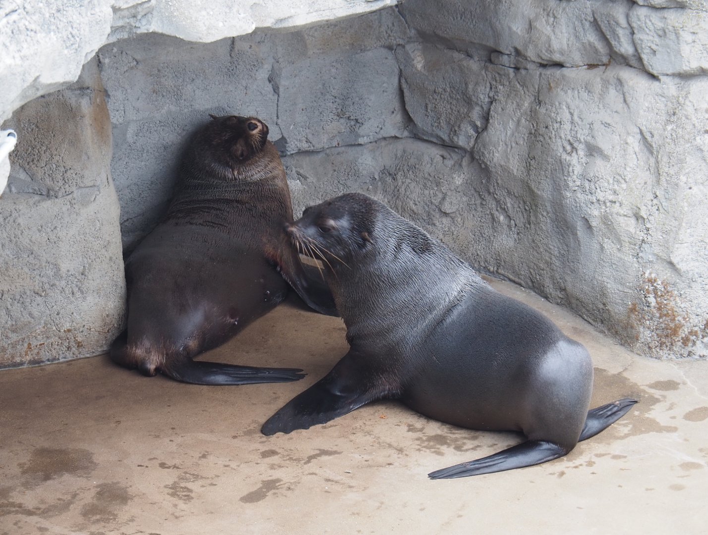 Cape fur seals (Arctocephalus pusillus pusillus), 2020-09-03