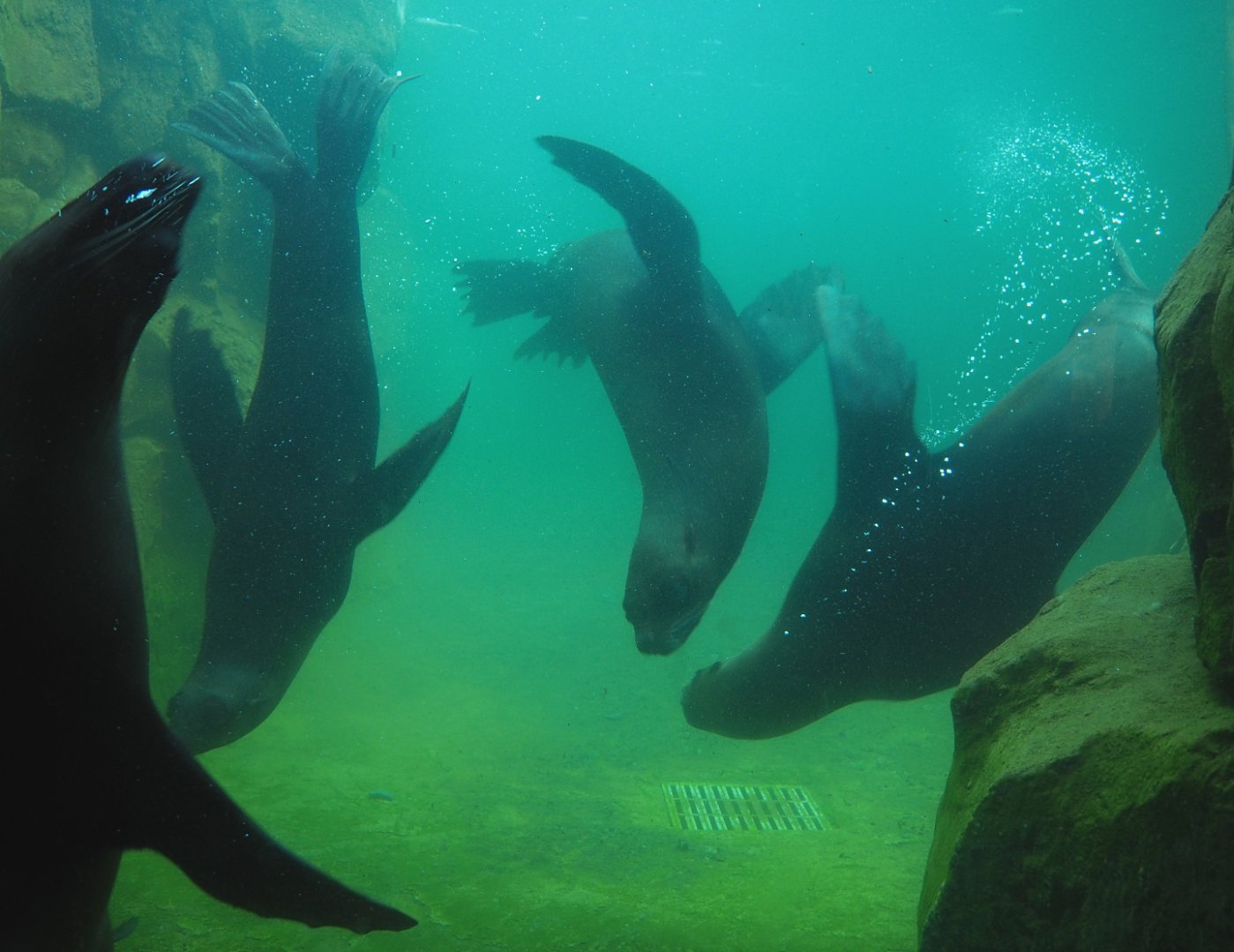 Cape fur seals (Arctocephalus pusillus pusillus) swimming underwater, 2022-06-28