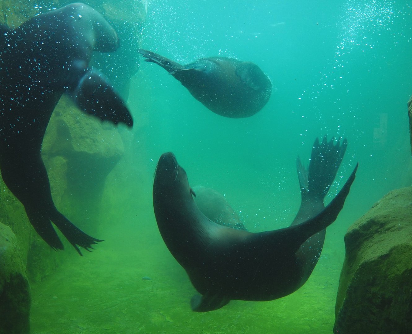 Cape fur seals (Arctocephalus pusillus pusillus) swimming underwater, 2022-06-28