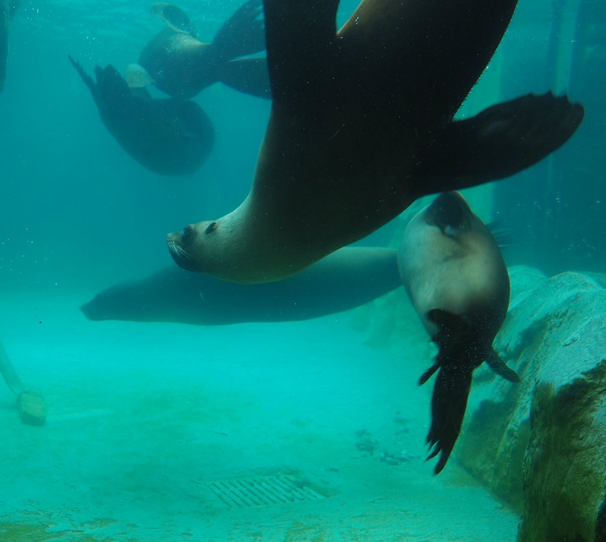 Cape fur seals (Arctocephalus pusillus pusillus) underwater, 2023-10-13