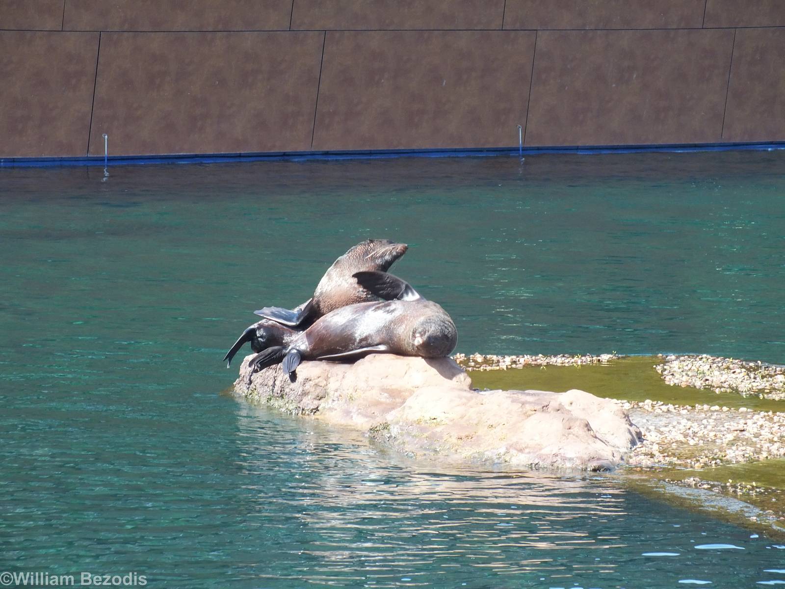 Cape Fur Seals Basking - Outdoor part of Afrykarium