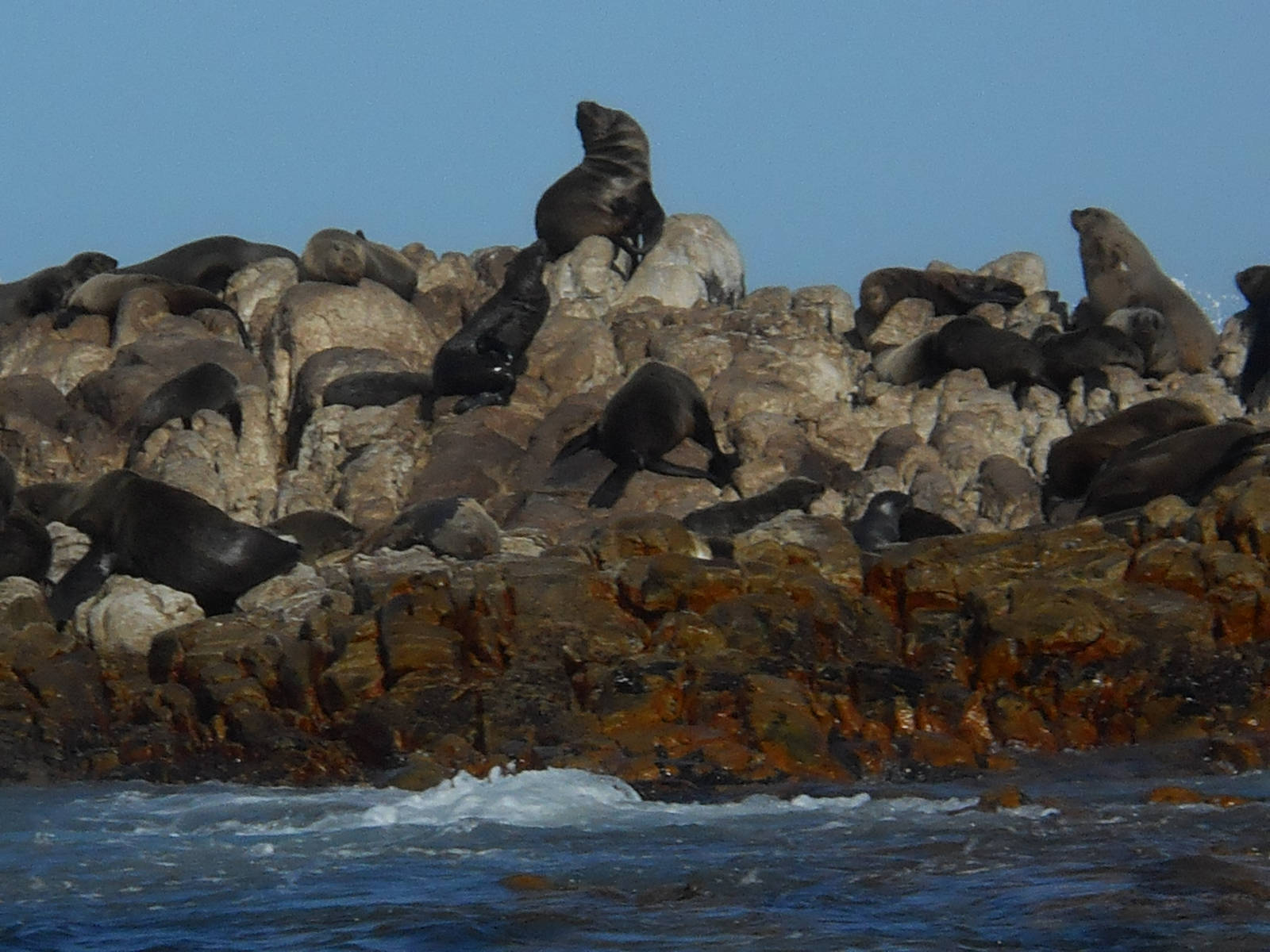 Cape fur seals, Dyer Island, South Africa