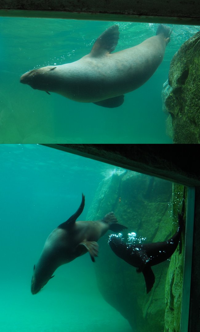 Cape fur seals underwater (Arctocephalus pusillus pusillus), 2020-09-03
