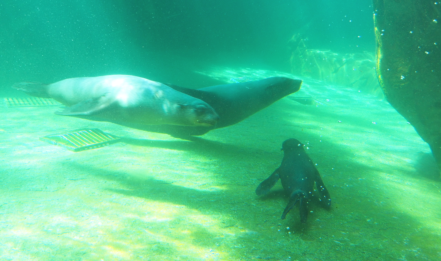Cape fur seals underwater (Arctocephalus pusillus pusillus), 2021-09-03
