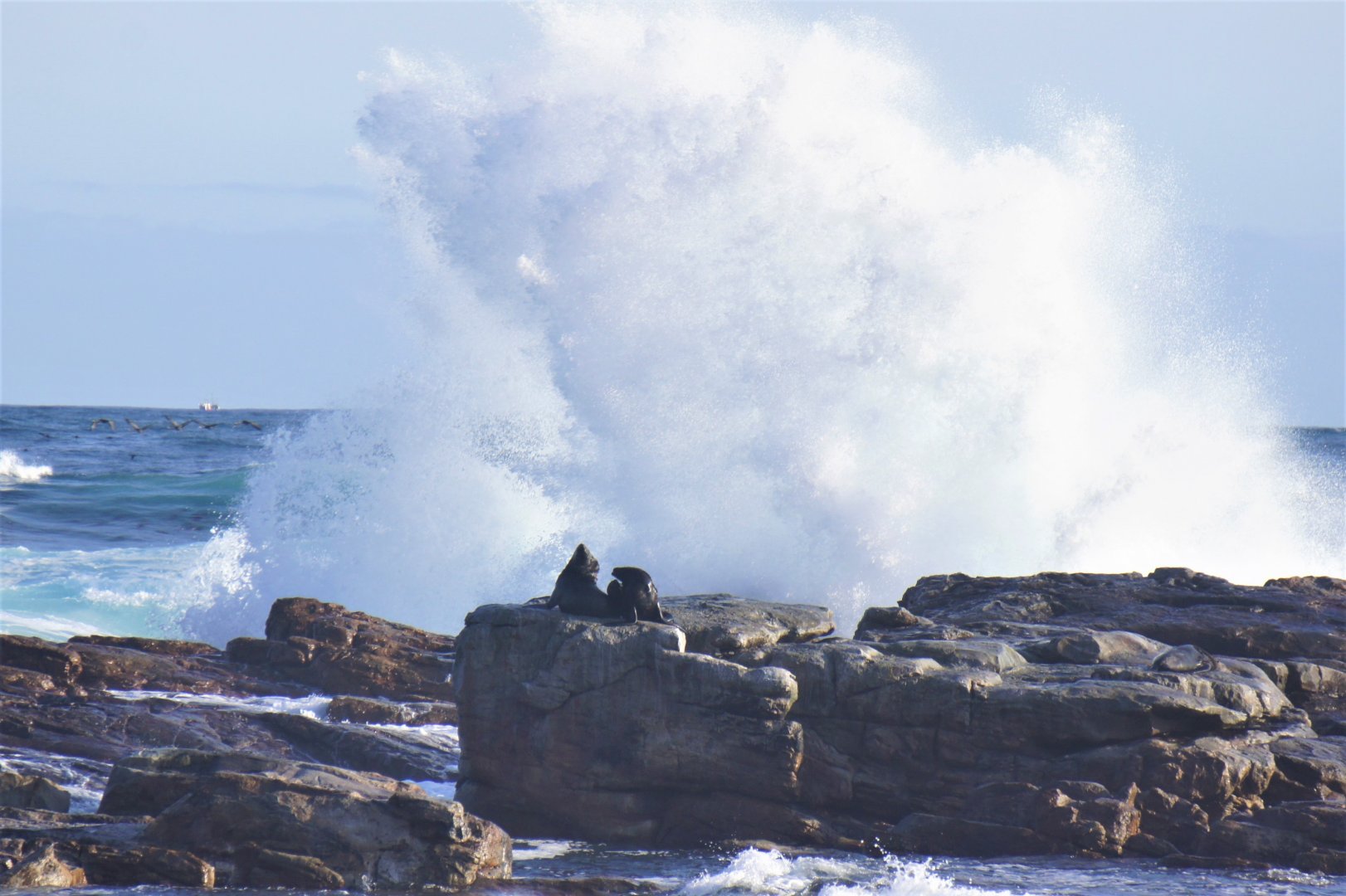 Cape Fur Seals