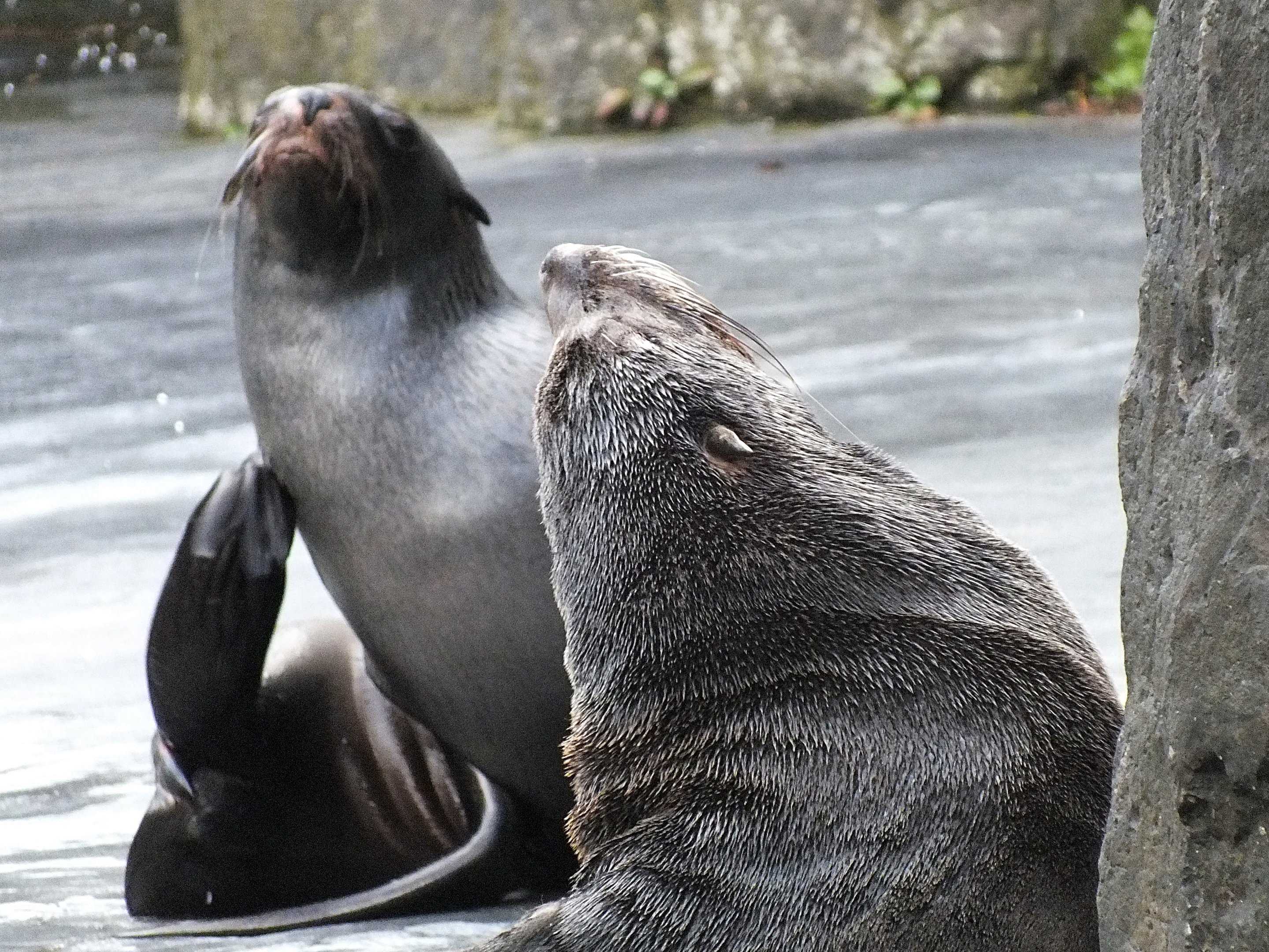 Cape fur seals