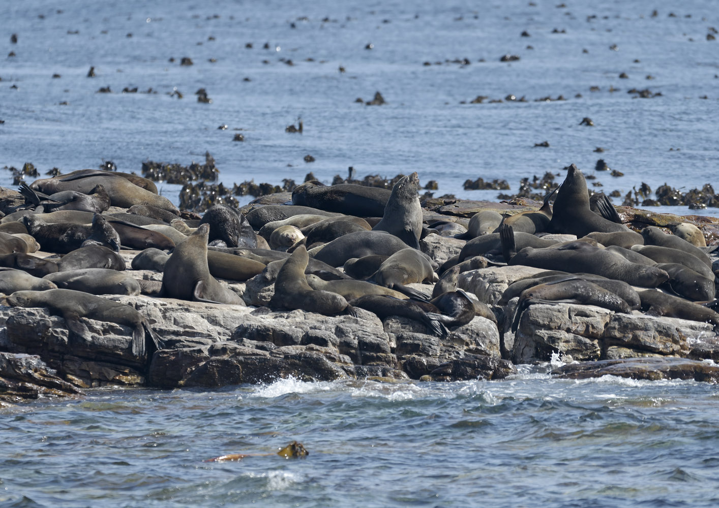 Cape fur seals